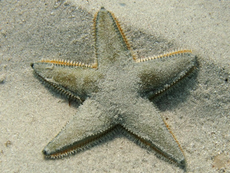 Astropecten jonstoni (Delle Chiaje, 1827)